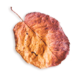 https://autumn.am.io.vn/wp-content/uploads/sites/4/2020/11/small_leaf_02.png